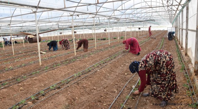 Kumluca'da güz sezonu domates dikimleri başladı