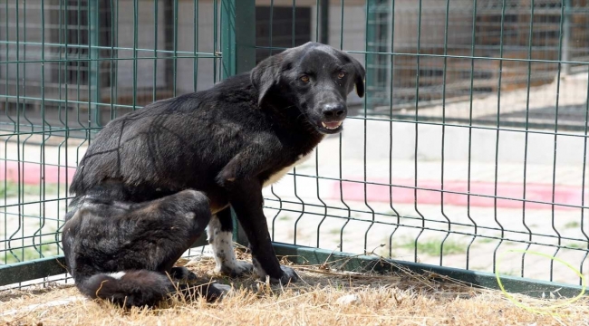 Mersin'de belinden çelik telle ağaca bağlı bulunan köpek tedavi altına alındı