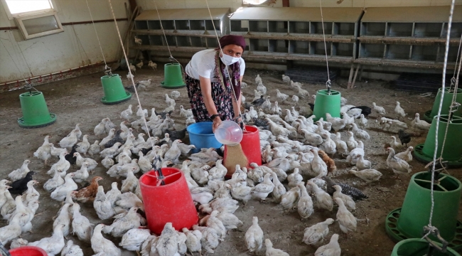 Adana'da araziye terk edilmiş bulunan 300 civciv, kadın çiftçiye emanet edildi