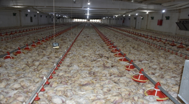 Malatya'da çiftlikteki 35 bin tavuk telef oldu