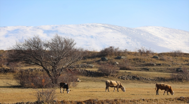 Aras Dağları'nda sonbahar ve kış bir arada yaşanıyor