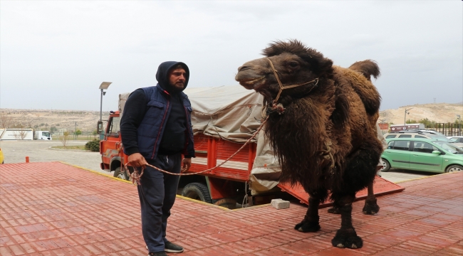 Çift hörgüçlü Asya devesi "Çağrı"yı ışığa kavuşturan dokunuş